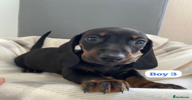 Dachshund dogs - Advert 1