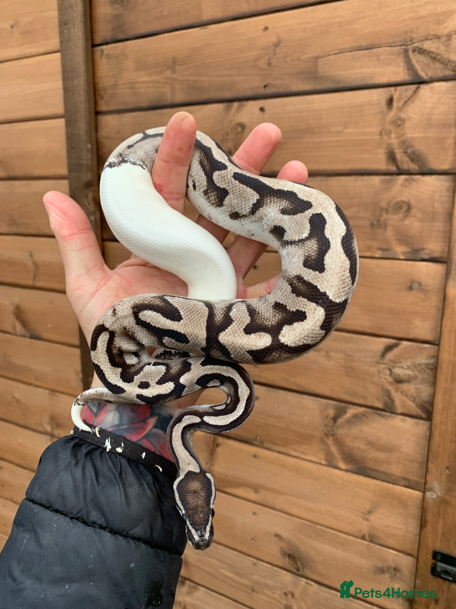 Python Snake reptiles Ball pythons  - Advert 6