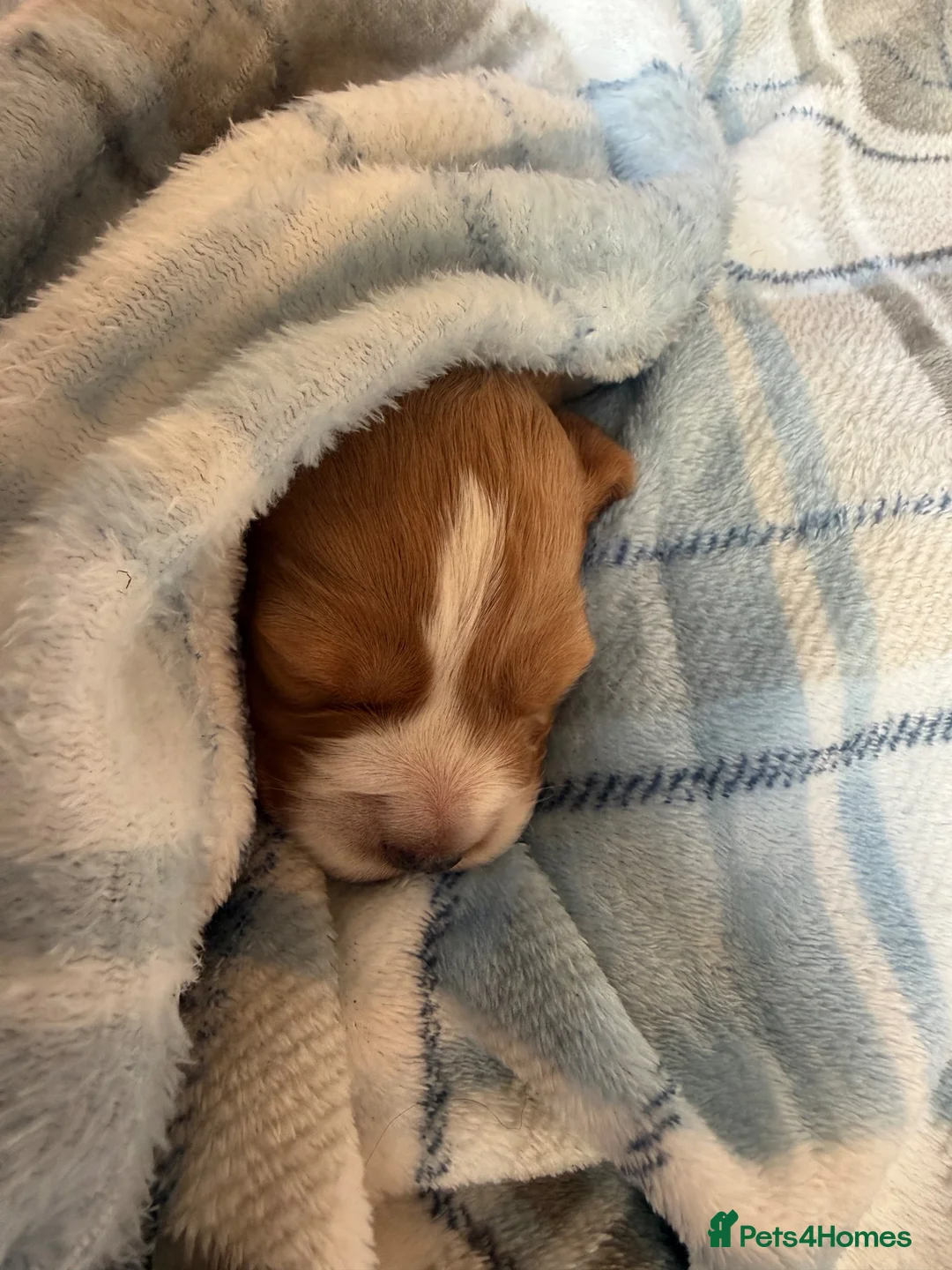 Cocker Spaniel dogs for sale: Golden girl cocker spaniel  in Reading - Advert 2