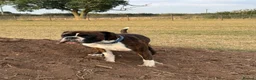 Boxer dogs for sale: Beautiful pedigree male Boxer - Advert 5