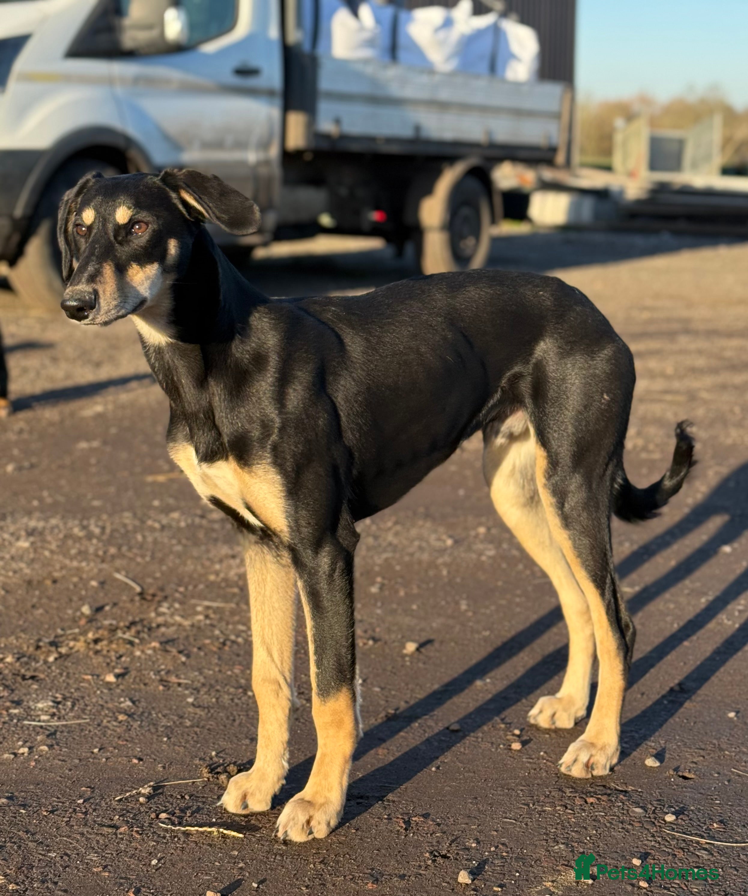 Lurcher dogs Trigger our super friendly lurcher.  - Advert 5