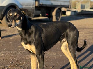 Lurcher dogs Trigger our super friendly lurcher. - Advert 2