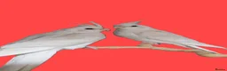 Cockatiels birds for sale: Hand Reared Cockatiels White Face and albino  - Advert 2