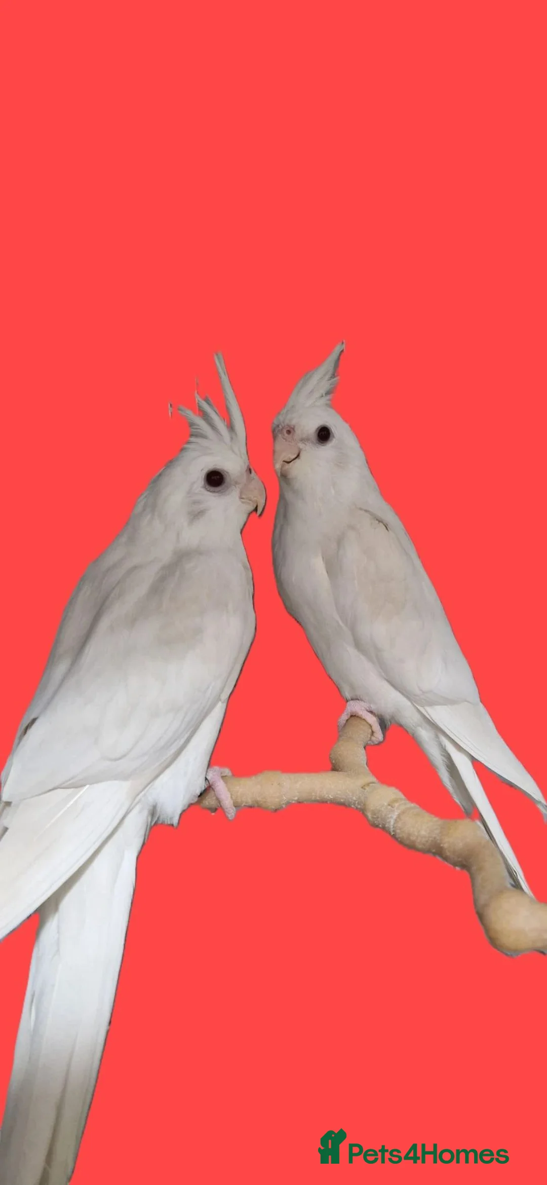 Cockatiels birds for sale: Hand Reared Cockatiels White Face and albino  - Advert 2