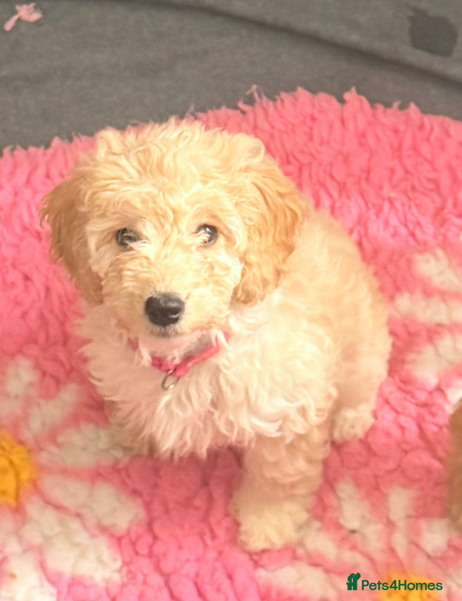 Cavapoo dogs Adorable F1b Cavapoo’s puppies with both vaccines - Advert 2