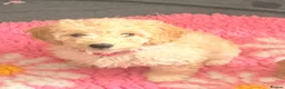 Cavapoo dogs for sale: Adorable F1b Cavapoo’s puppies ready now with 💉💉 - Advert 6