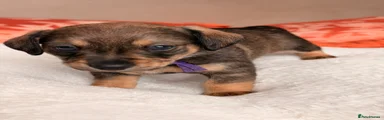 Mixed Breed 4