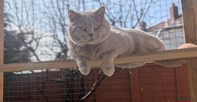 British Shorthair cats in Barnsley - Advert 3