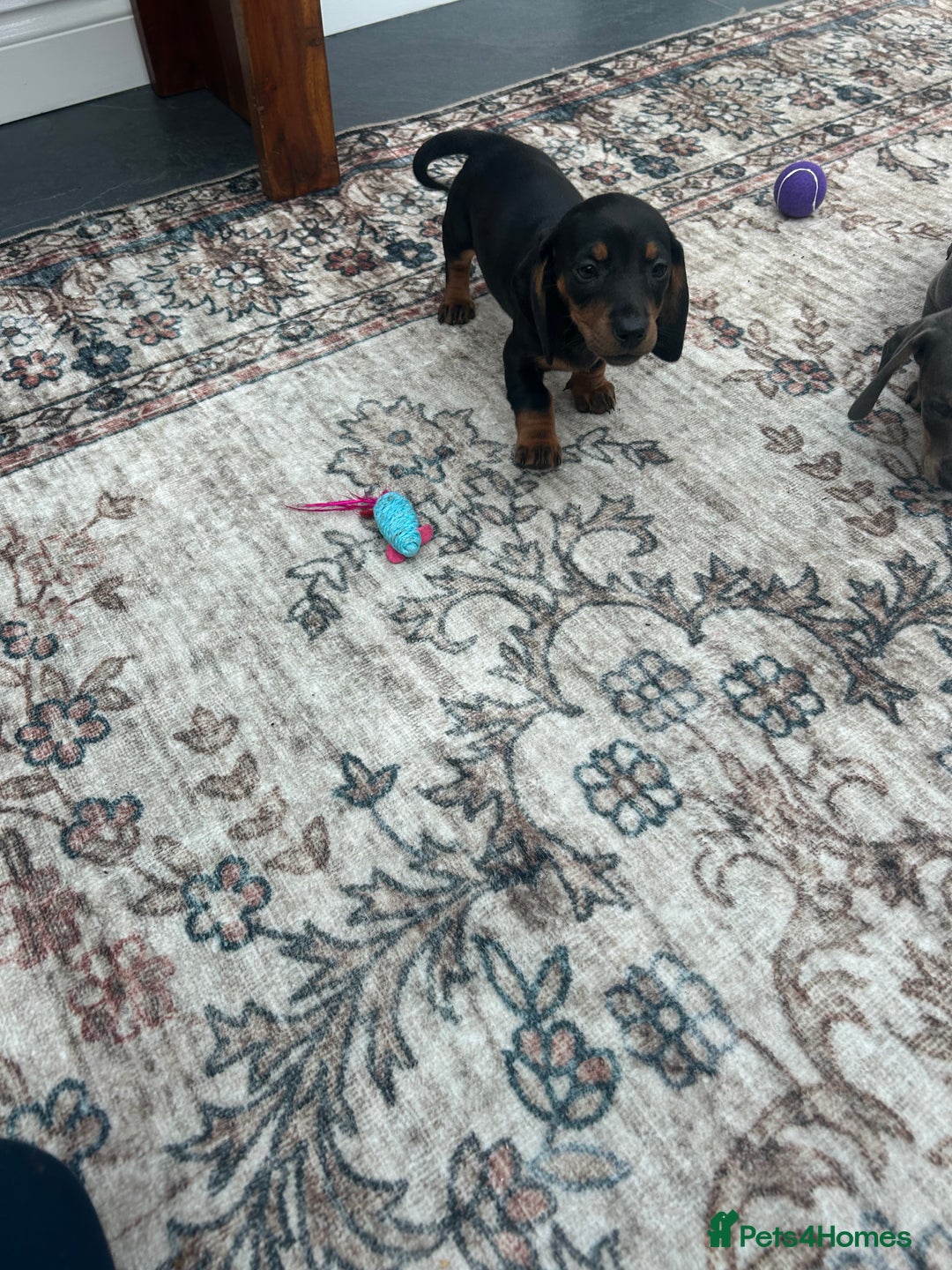 Miniature Dachshund dogs for sale: Miniature dachshund puppy’s  - Advert 4