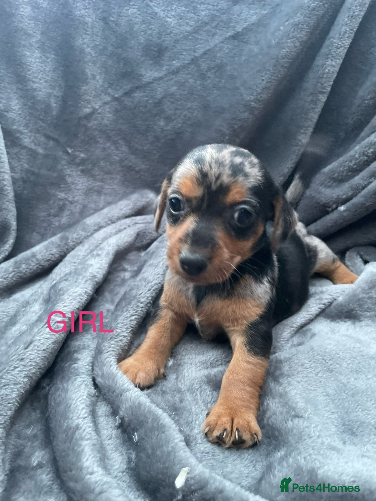 Jackshund dogs 8 beautiful miniature Jack Russell’s  - Advert 1