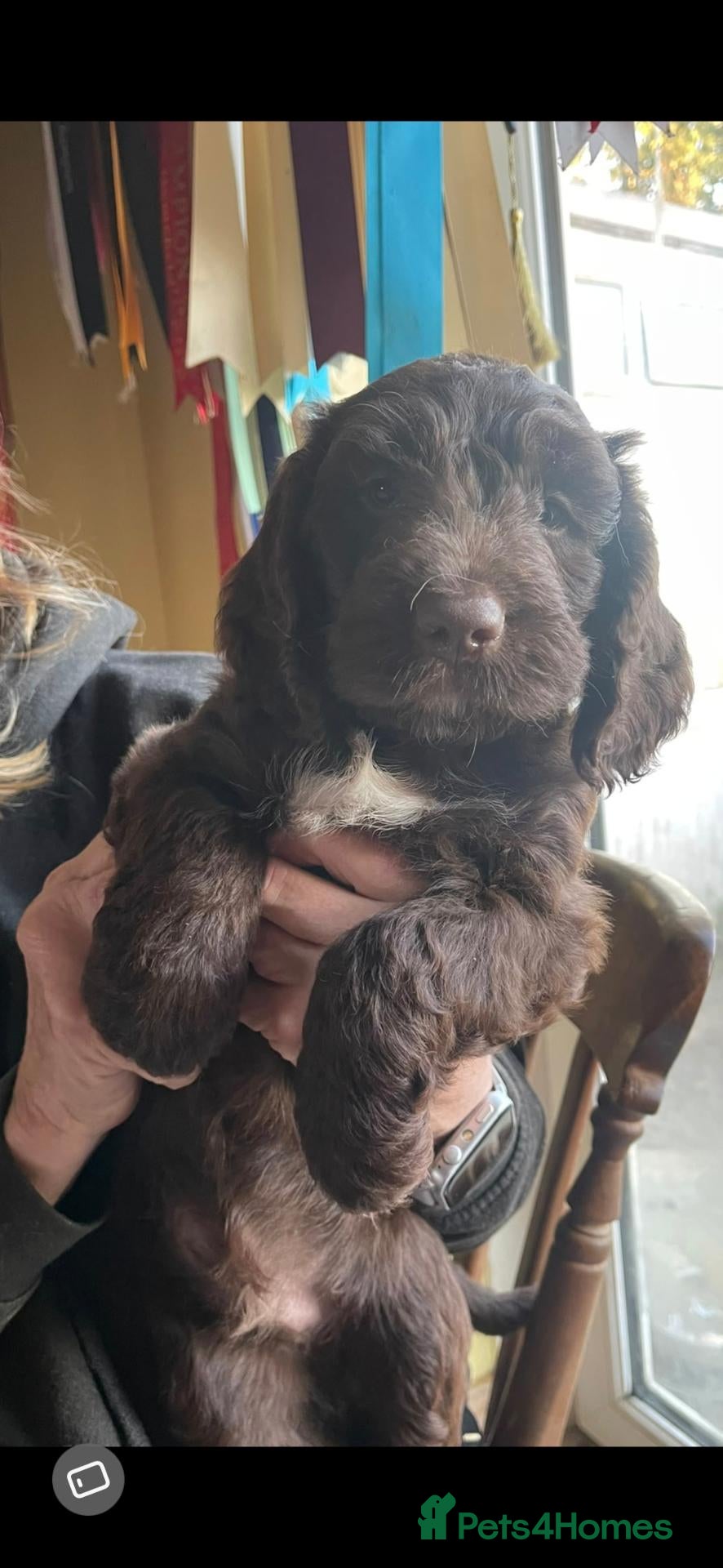 Sproodle dogs for sale: Gorgeous litter of Sproodle Pups  - Advert 2