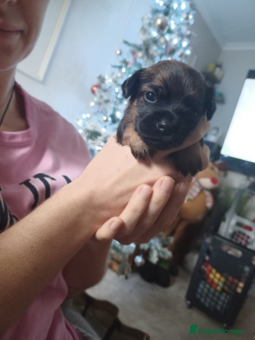 Border Terrier dogs for sale: 3 beautiful border terrier puppies - Advert 3