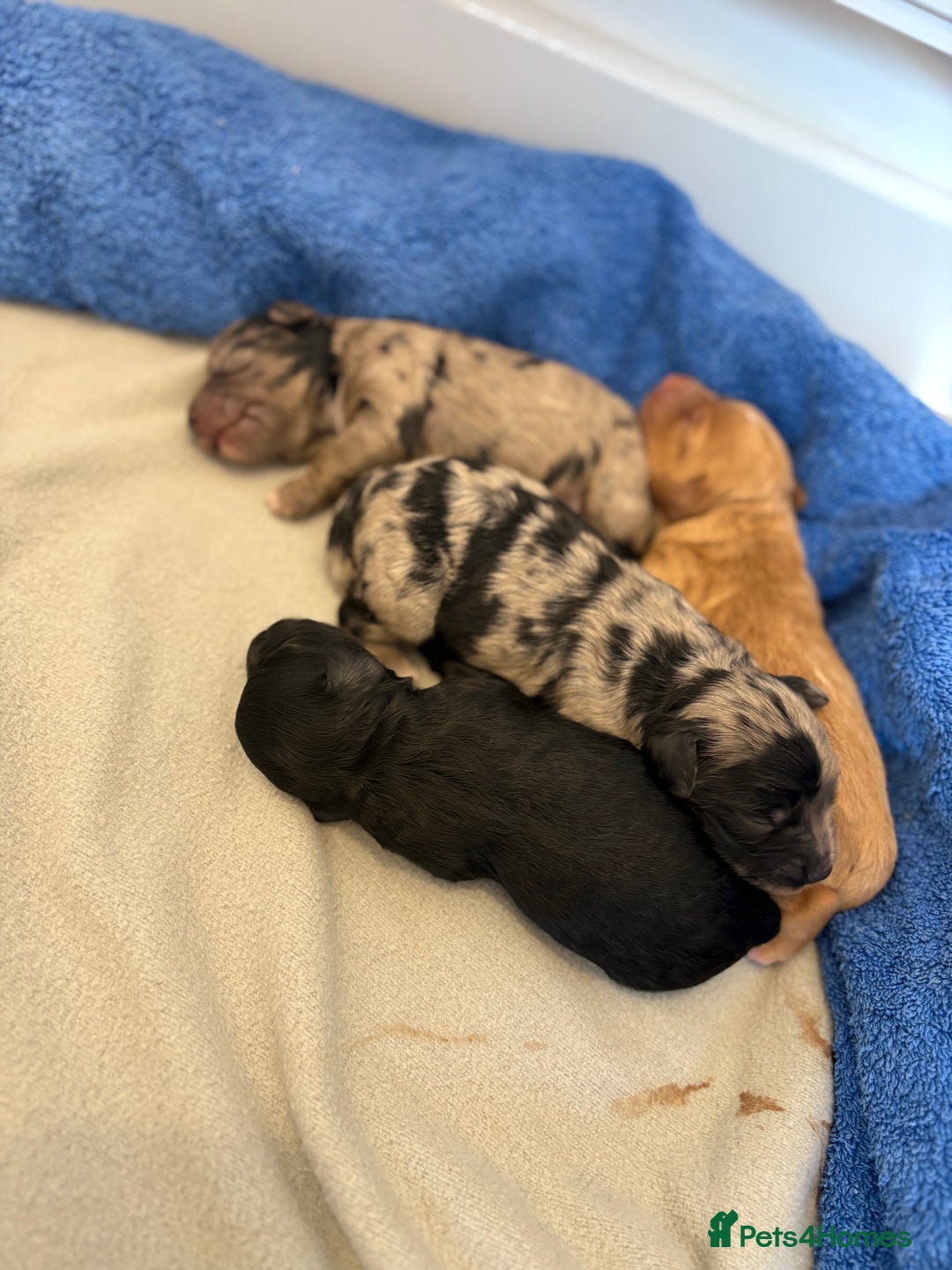 Cockapoo dogs for sale: Cockapoo litter  - Image 5