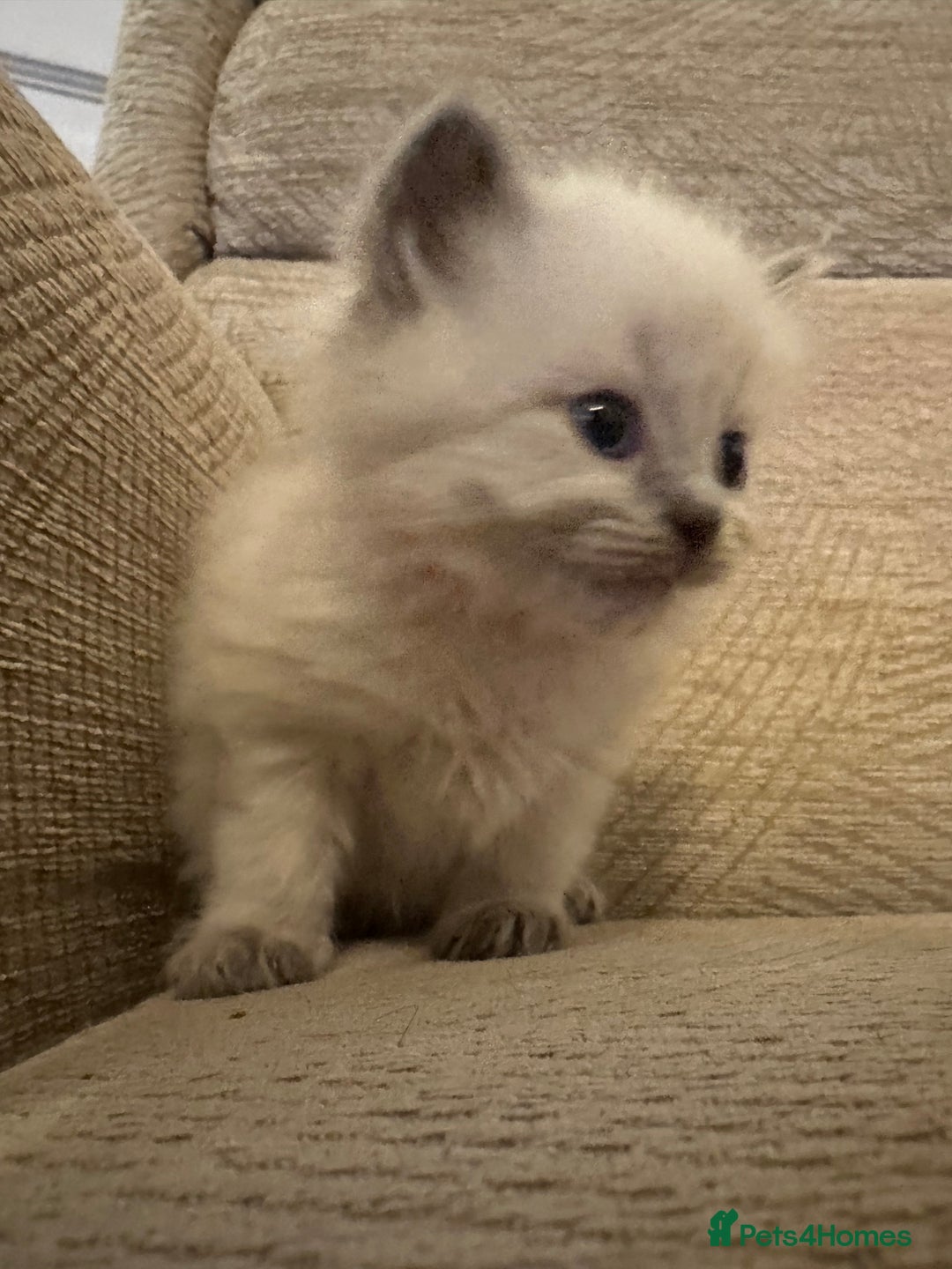 Ragdoll cats for sale: Beautiful persian ragdolls  - Advert 4