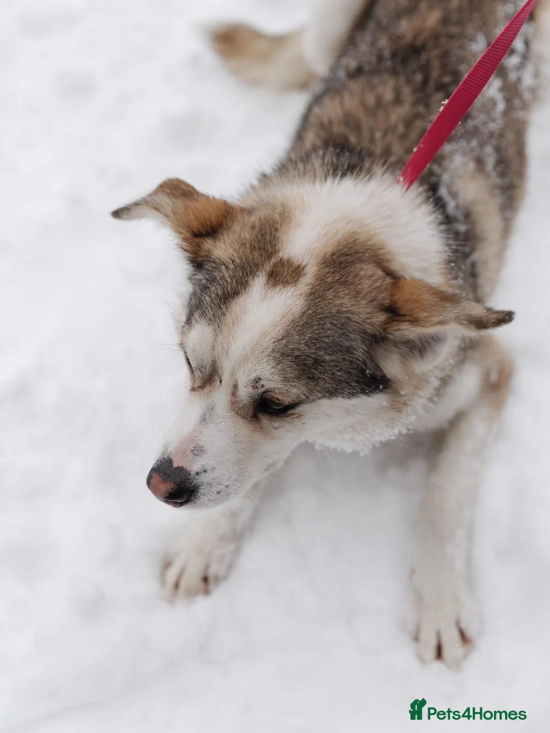 Mixed Breed dogs for adoption: ❤️GRACY❤️-a fluffy ball of joy in a small wrap  - Advert 5