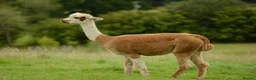 Alpaca livestock for sale: Very Special breeding  group of 7 stunning Alpaca in Llandovery - Advert 6