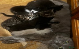 Mixed Breed cats for sale: Adorable Kittens Ready to Leave soon - Advert 17