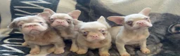 French Bulldog dogs for sale: Caramel pink miniature French bulldogs in Holyhead - Advert 5