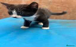 Mixed Breed cats for sale: 7 kittens looking for new home - Image 3