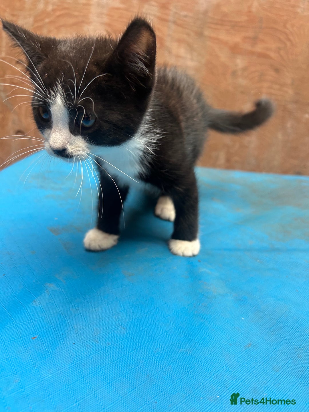 Mixed Breed cats for sale: 7 kittens looking for new home - Image 3
