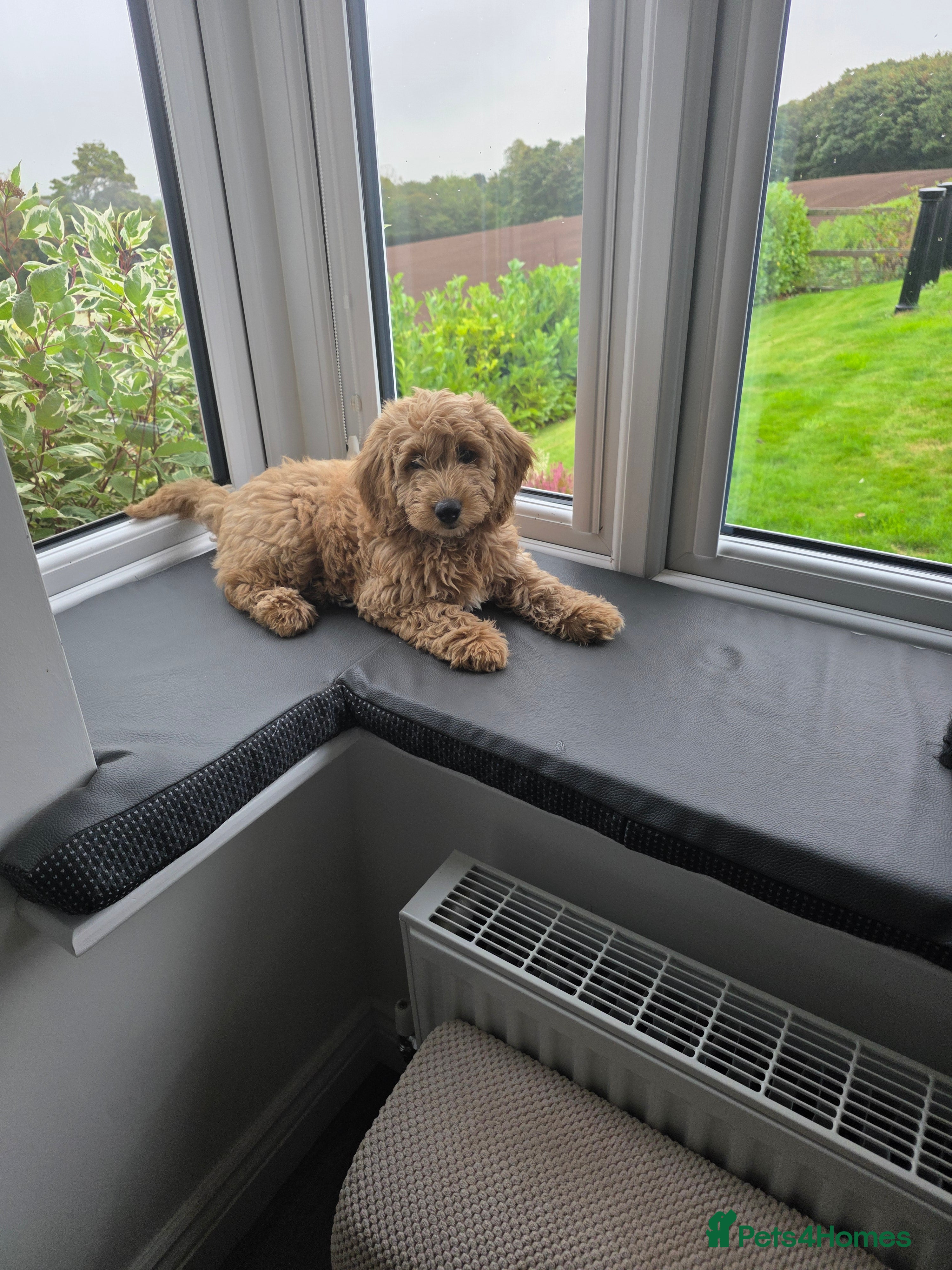 Cockapoo dogs Hawarden puppies 🐶  - Advert 2