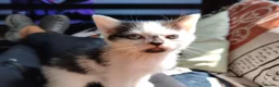 Mixed Breed cats for sale: Mixed breed kittens - Advert 8