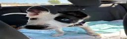 Border Collie dogs for sale: Skye  in Maidstone - Advert 14