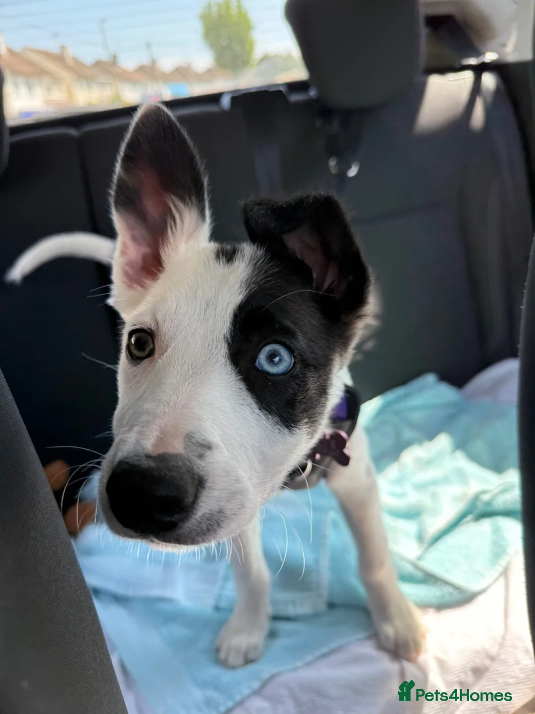 Border Collie dogs for sale: Skye  in Maidstone - Advert 14