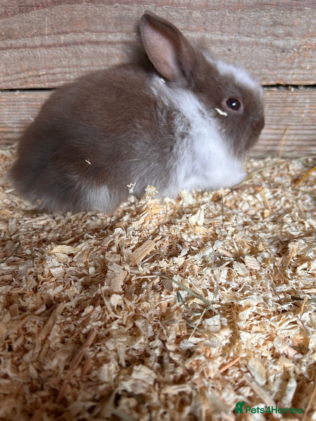 Lionhead rabbits for sale: Lionheads  - Image 1