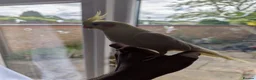 Cockatiels birds for sale: Bonded Cockatiels (Ozzy & Eva) + Complete Setup 🏡 - Advert 4