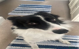Border Collie dogs for sale: George - Image 4