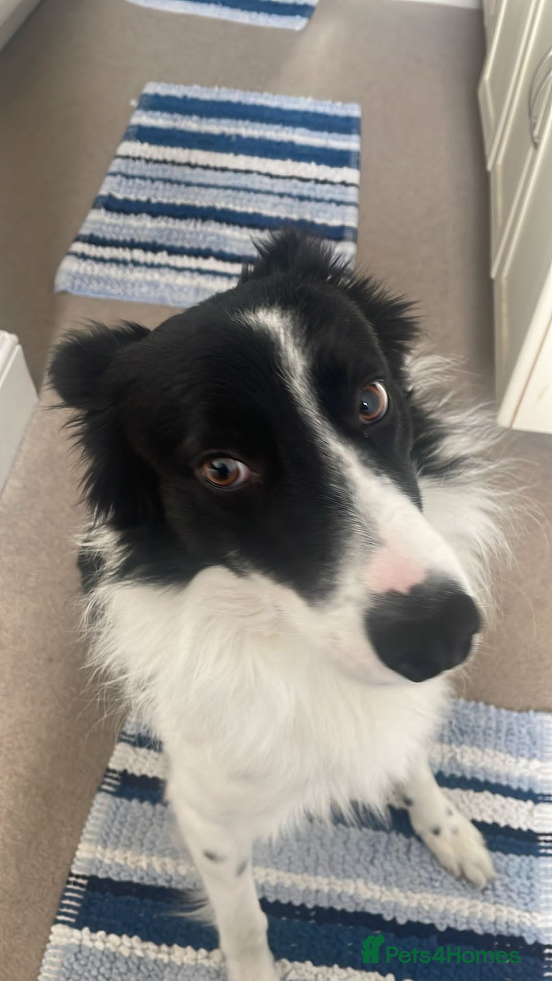 Border Collie dogs for sale: George - Image 4