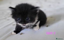 British Longhair cats for sale: 4 gorgeous kittens avaliable  - Image 3