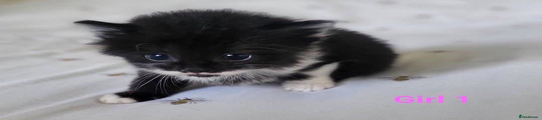 British Longhair Kitten 3