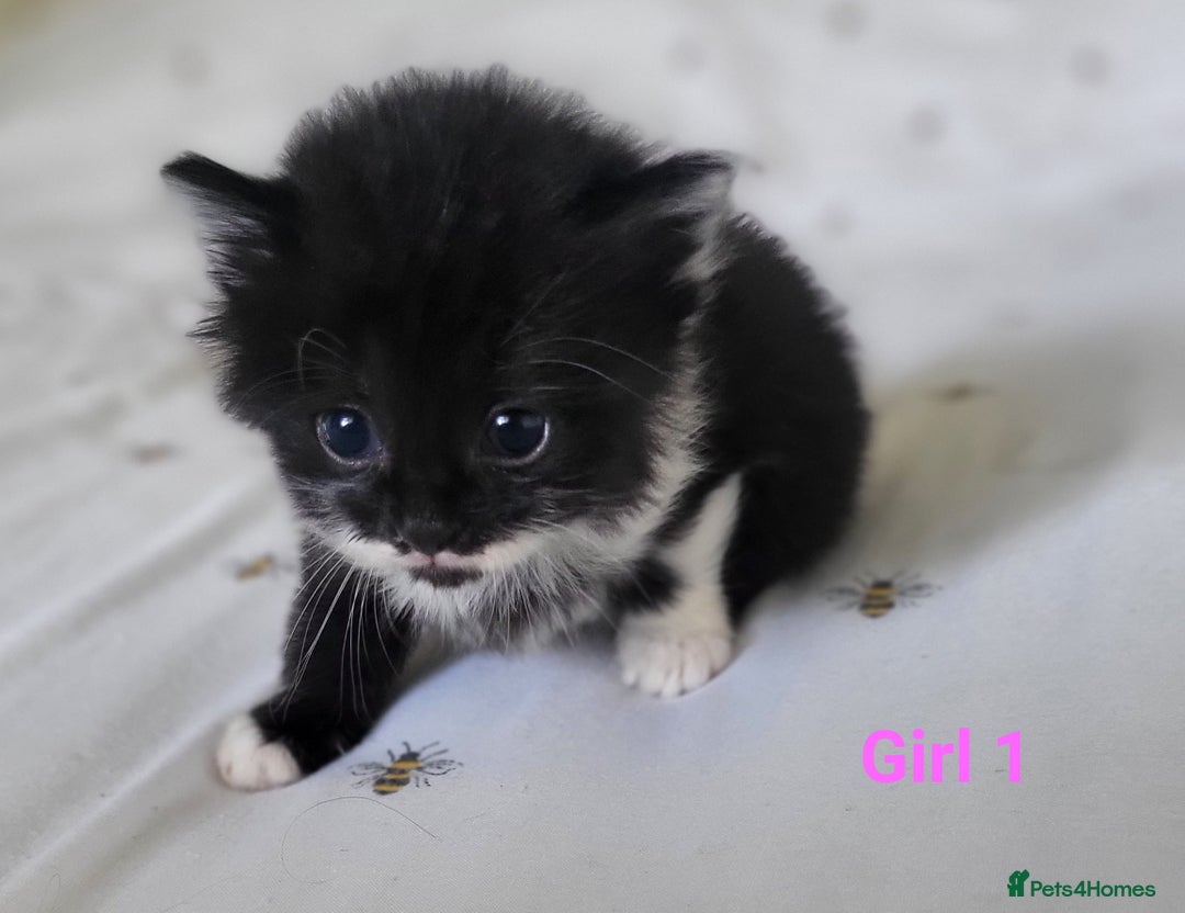 British Longhair cats for sale: 4 gorgeous kittens avaliable  - Image 3