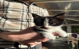 British Shorthair cats for sale: 4 adorable kittens ready for their new home!! - Image 2