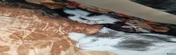 Mixed Breed cats for sale: Cuddly kitten ready for a new home  - Advert 4