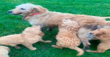 Mini Goldendoodle dogs - Advert 6