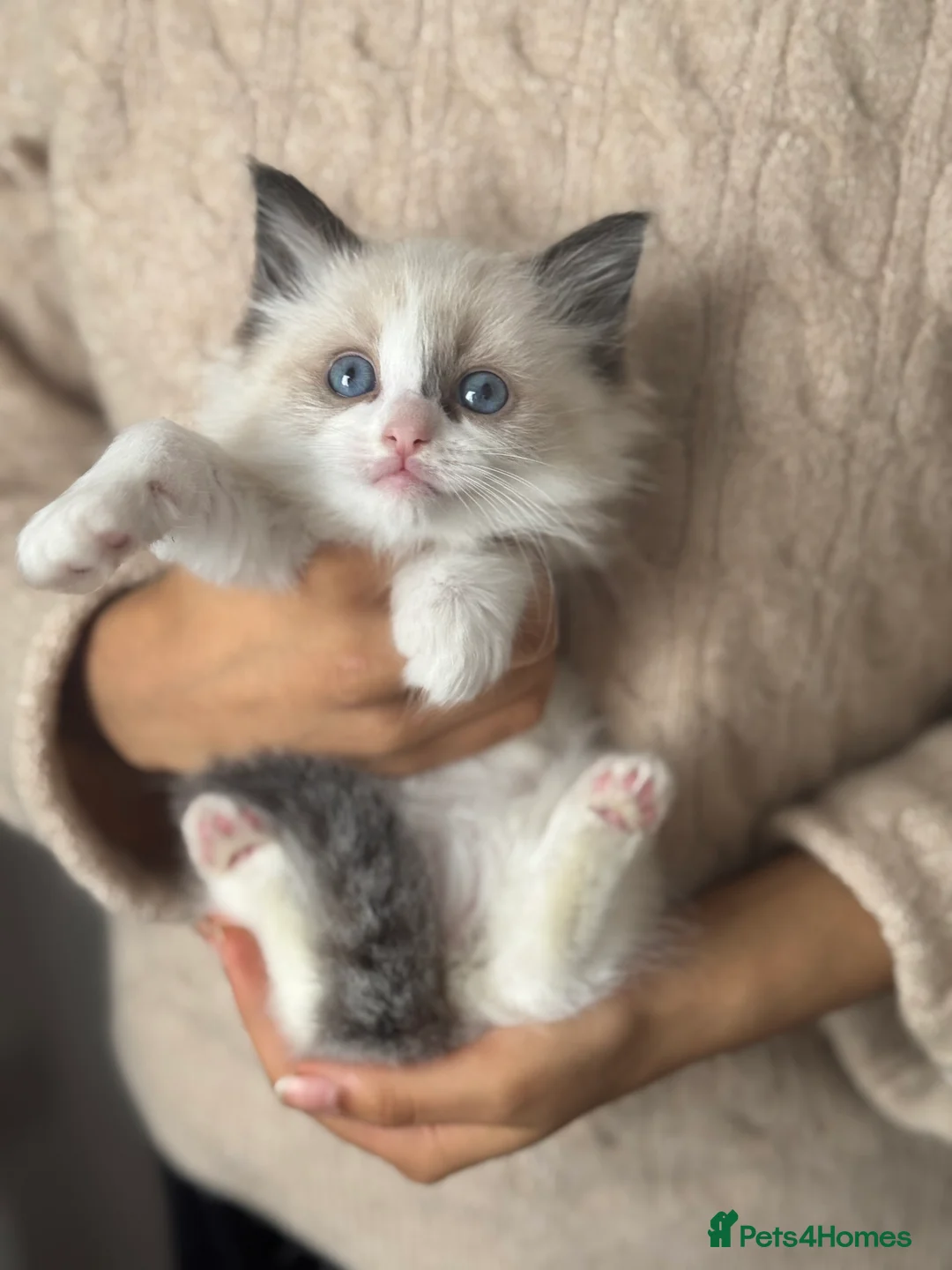 Ragdoll cats for sale: Ragdoll kittens bi color - Advert 6