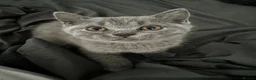 British Shorthair cats for sale: One blue BSH boy - Advert 7