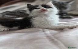 Maine Coon cats for sale: Variety of Maine coon kittens - Image 17