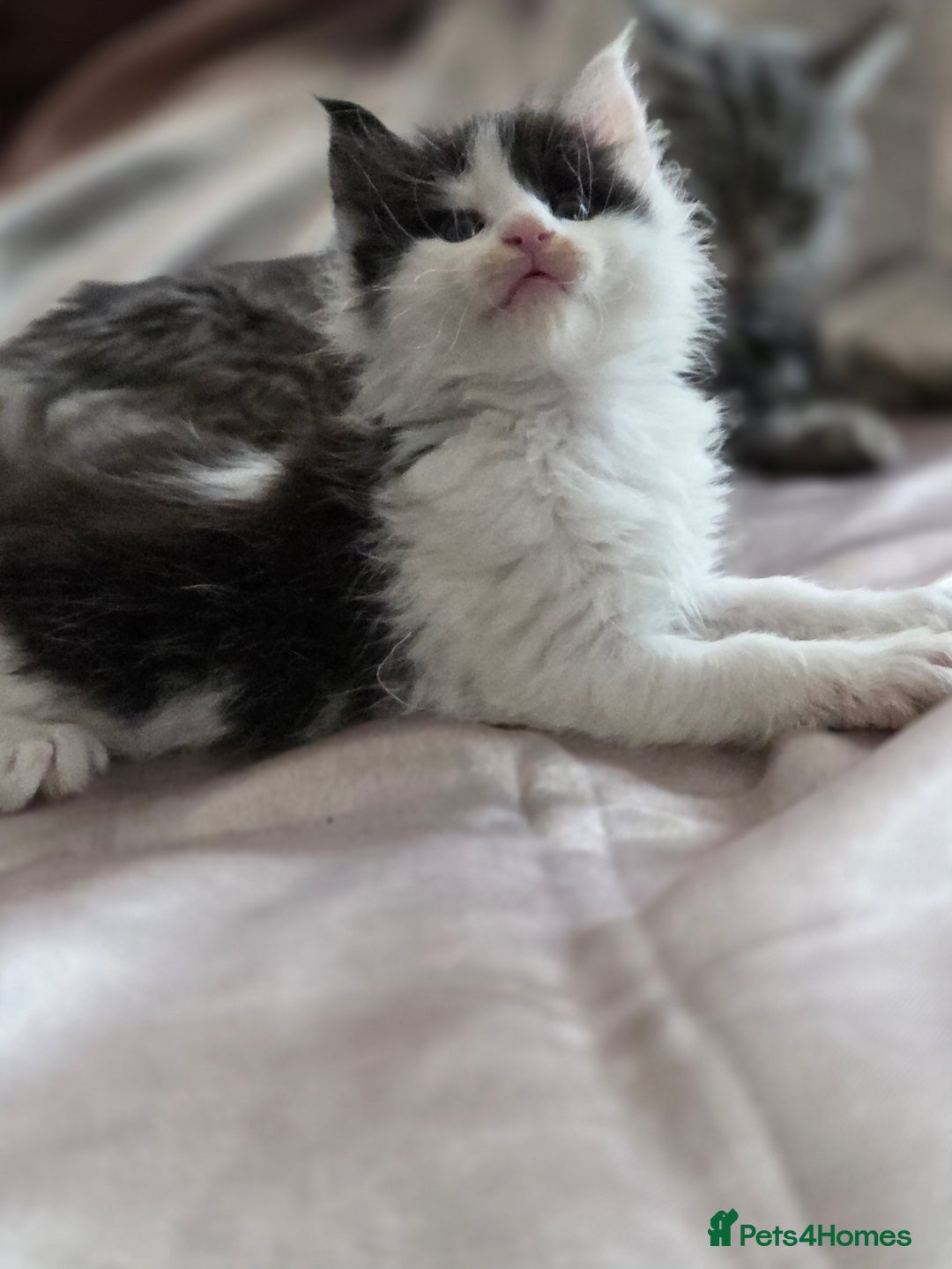 Maine Coon cats for sale: Variety of Maine coon kittens - Image 17