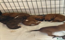 Boxer dogs for sale: Gorgeous Kc Boxer Puppies - Image 6