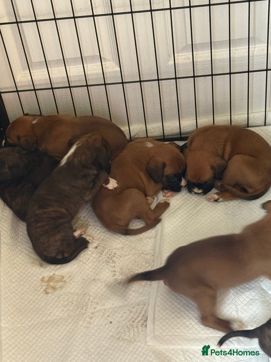 Boxer dogs for sale: Gorgeous Kc Boxer Puppies - Image 6
