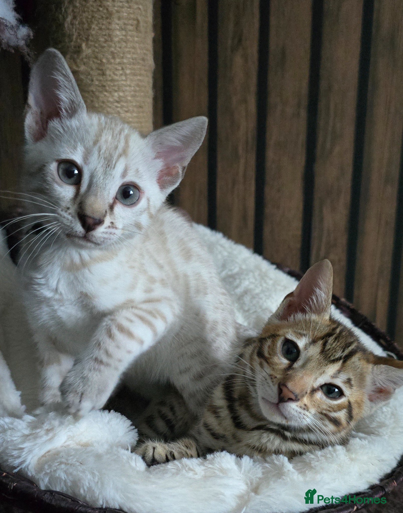 Bengal cats 🔥only 1 seal Lynx boy and 1 brown boy left🔥 - Advert 18