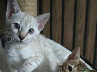 Bengal cats 🔥only 1 seal Lynx boy and 1 brown boy left🔥 - Advert 18