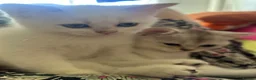 Scottish Fold cats for sale: BEAUTIFUL GIRLS LOOKING FOR FOREVER HOMES - Advert 10
