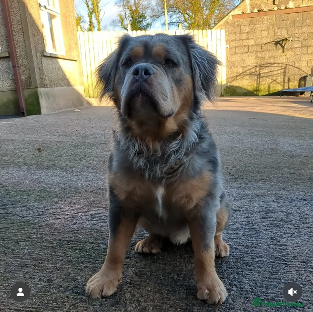 Olde English Bulldogge dogs for stud: Olde english bulldogge mammoth  - Advert 2