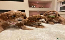 Cavapoo dogs for sale: Outstanding F1B Cavapoo puppies - Image 20