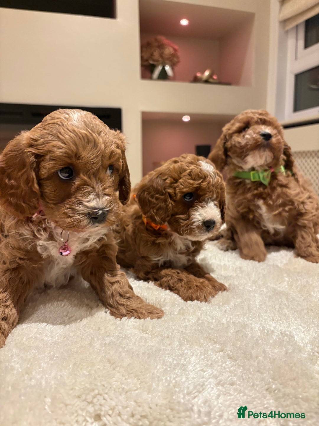 Cavapoo dogs for sale: Outstanding F1B Cavapoo puppies - Image 20
